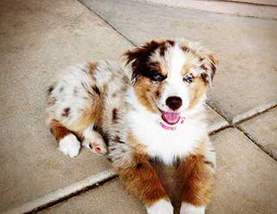 Mini And Toy Australian Shepherds - Dog Breeders