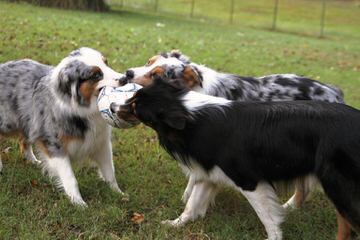 Unleashed Toy Aussies - Dog Breeders