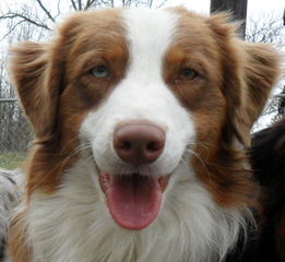 Australian Shepherd Puppies, All Colors - Dog Breeders