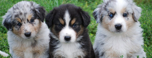 Pur-Plesur Australian Shepherds - Dog Breeders