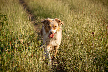 Kelly Dirksen – Rockin D Australian Shepherds - Dog Breeders