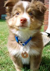 Australian Shepherd Puppies! - Dog Breeders