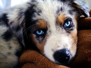 Wilson’s Australian Shepherds - Dog and Puppy Pictures