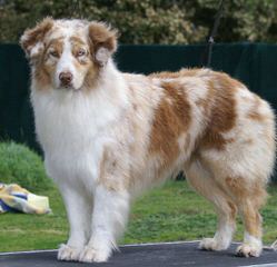 Lifetime Aussies - Dog Breeders