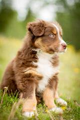 Mirage Australian Shepherds - Dog and Puppy Pictures