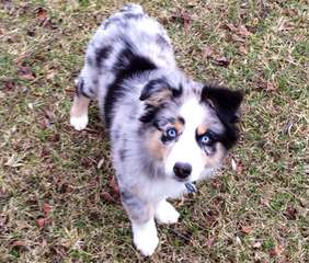 Diamond Hill Australian Shepherds - Dog Breeders