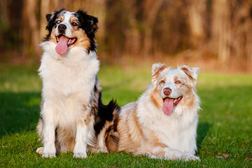 Australian Shepherd Puppies! - Dog and Puppy Pictures