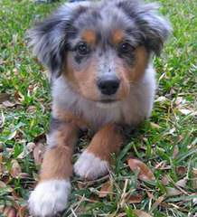 Diamond in the rough ranch Aussie’s - Dog Breeders