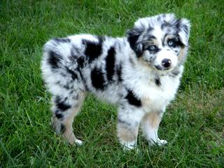 Australian Shepherd Puppies - Dog Breeders