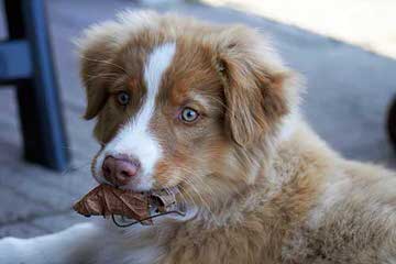 Working Australian Shepherds - Dog Breeders