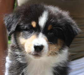 Available Puppies At Willow Rver Farm - Dog Breeders