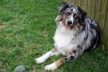 Roome’s Premium Mini Australian Shepherds - Dog Breeders