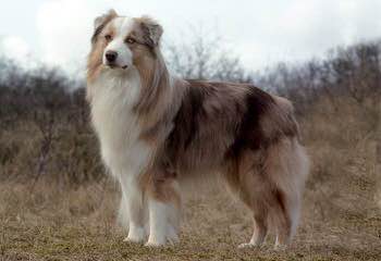 Diamond in the rough ranch Aussie’s - Dog Breeders