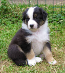 Wilson’s Australian Shepherds - Dog Breeders