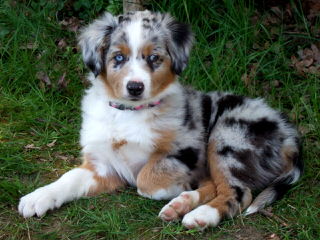 D Bar G Ranch Aussies - Dog and Puppy Pictures