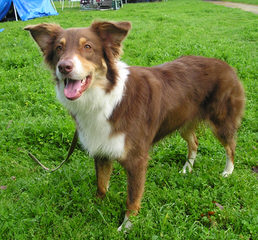 Miniature Blue Merles Aussies - Dog Breeders