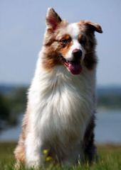 Diamond Hill Australian Shepherds - Dog Breeders