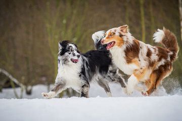 Lifetime Aussies - Dog and Puppy Pictures