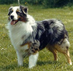 Dellagana Ranch Aussies - Dog Breeders