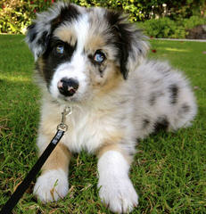 Working Australian Shepherds - Dog Breeders