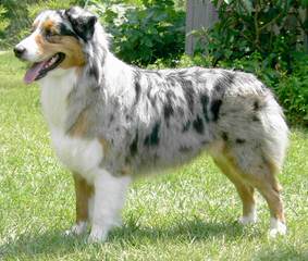 Australian Shepherds-Cherokeewind Kennels Of Mi - Dog Breeders