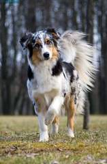 Dabbs Creek Aussies - Dog Breeders