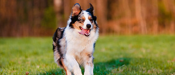 Dabbs Creek Aussies - Dog Breeders