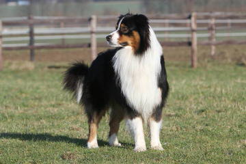 Miniature Australian Shepherds At Runamok Farm! - Dog and Puppy Pictures