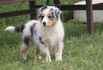 Miniature Australian Shepherds At Runamok Farm! - Dog Breeders