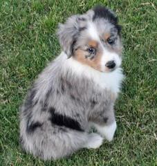 Working Australian Shepherds - Dog Breeders