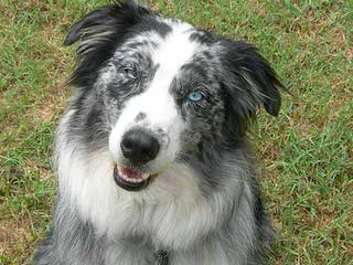 Dellagana Ranch Aussies - Dog Breeders