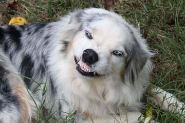 Dellagana Ranch Aussies - Dog Breeders