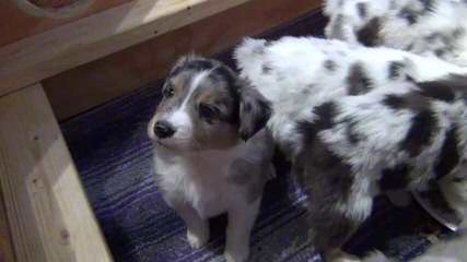 Wilson’s Australian Shepherds - Dog Breeders