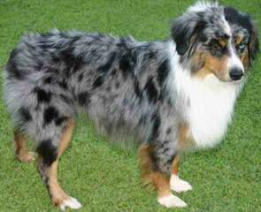 Unleashed Toy Aussies - Dog Breeders