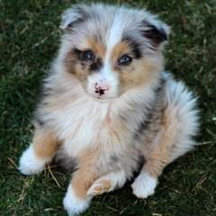 Kelly Dirksen – Rockin D Australian Shepherds - Dog Breeders