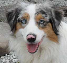 D Bar G Ranch Aussies - Dog Breeders