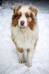 Miniature Blue Merles Aussies - Dog Breeders