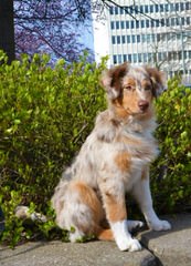 Pur-Plesur Australian Shepherds - Dog and Puppy Pictures