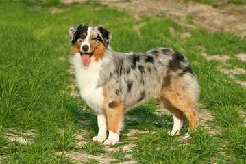 Wilson’s Australian Shepherds - Dog Breeders