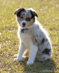 HoneyCreek Australian Shepherds - Dog and Puppy Pictures