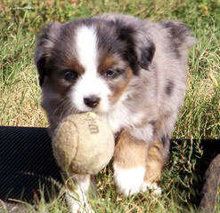 Pur-Plesur Australian Shepherds - Dog Breeders