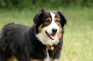 Ayrshire Acres - Dog Breeders