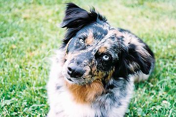 Sunnybrook Acres - Dog Breeders