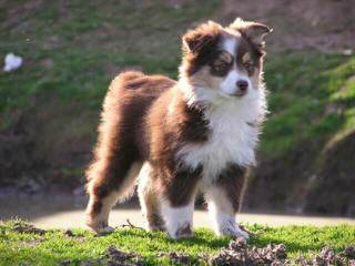 HoneyCreek Australian Shepherds - Dog Breeders