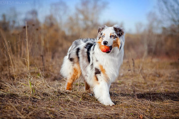 Kelly Dirksen – Rockin D Australian Shepherds - Dog Breeders