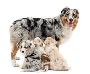 Australian Shepherd Puppies - Dog and Puppy Pictures