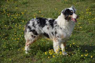 Roome’s Premium Mini Australian Shepherds - Dog and Puppy Pictures