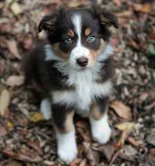 Willow River Farm Mini Australian Shepherd Puppies - Dog Breeders