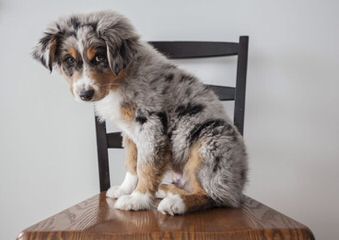 Jamara Australian Shepherds - Dog and Puppy Pictures