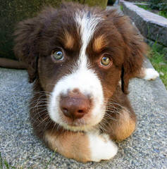 Toy & Mini Aussie Pups Available - Dog Breeders